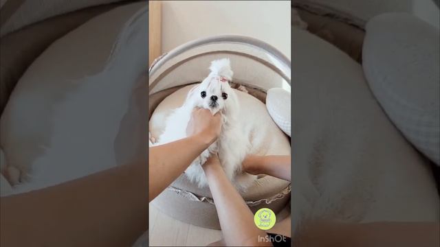 Мальчик мальтийской болонки из Кореи. Самые лучшие и редкие только у нас! (Один уже в Москве)