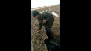 Охота как обучить собаку подавать дичь.Дрессировка немецкого ягдтерьера.