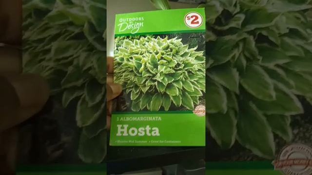 Growing a Hosta Albomarginata Indoors: update, day 10 смотреть онлайн