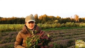 ЛОФАНТ АНИСОВЫЙ