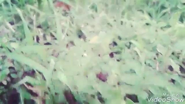 Чем заняться на даче? ))) || Elizaveta смотреть онлайн