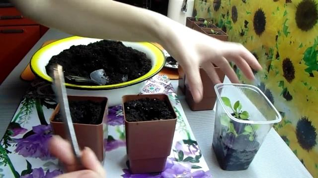 Пикировка рассады петунии Как и когда пикировать петунию смотреть онлайн