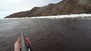 весенняя охота в НАО, добираем подранка БЕЛОЛОБОГО