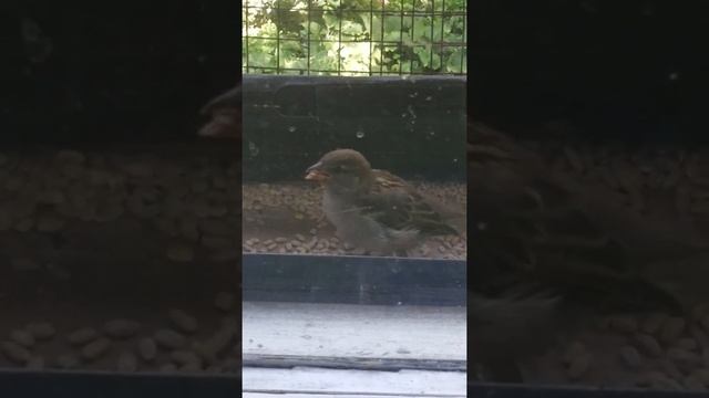 20200530 1537281 Маленький воробушек ! смотреть онлайн