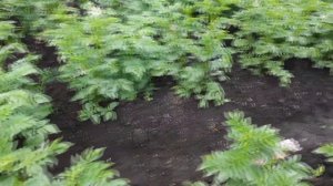 Как лучше вырастить картофель Как посадить