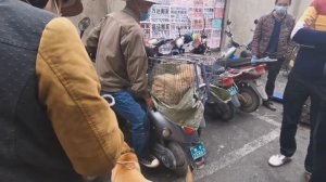 Гуйлинь. Рынок собак и кошек. Сколько стоят кошки и собаки в Китае.