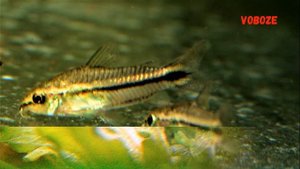 Сомик Коридорас Пигмей. Содержание, разведение в аквариуме. corydoras pygmaeus