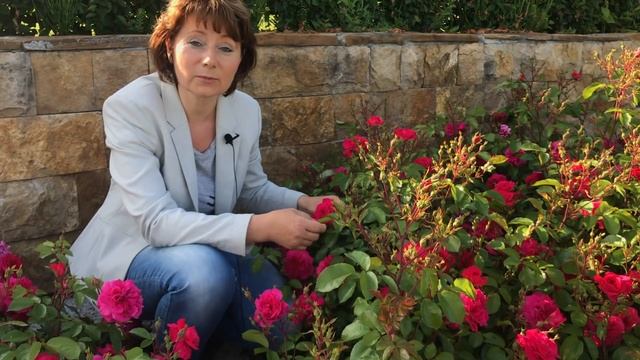 Выносливые постоянно цветущие цветущие Розы смотреть онлайн