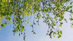 ДАРИЛ МНЕ СЕРЕЖКА СЕРЕЖКИ!