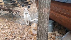 Алиса - лиса. Белый и за это его гоняет лиса