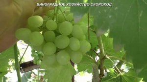 Сорта винограда 2020. Красавчик - открытие сезона уже в год прививки!