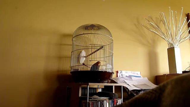 Pickles Escaping from her cage - смотреть онлайн