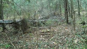 Заготовка Валежника на зиму на дрова