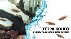 Мои новые питомцы - Тетра Конго / Phenacogrammus interruptus