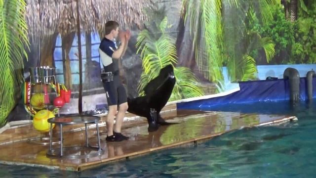 Дельфинарий, шоу с участием дельфинов и морского котика - YouTube