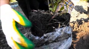 Трициртис, или садовая орхидея, неприхотливое и оригинальное украшение любой клумбы