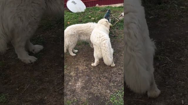 Маремма-абруццкая овчарка) смотреть онлайн