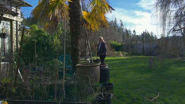 MY POOR PALM TREE. DO YOU HAVE ANY SUGGESTIONS ON HOW TO SAVE MY WINDMILL PALM? смотреть онлайн