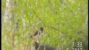 КУЛИК-СОРОКА В ПАВЛОДАРЕ НА ИРТЫШЕ