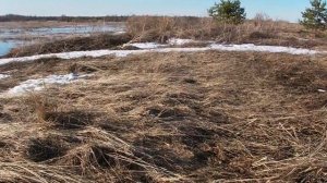 на вездеходе по заливным лугам река пижма  д лом .спасение старой лодки