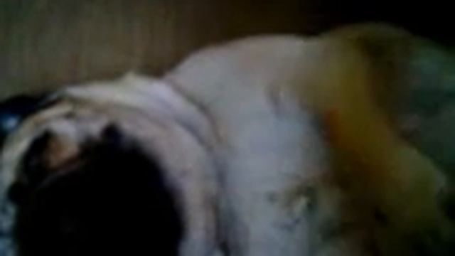 Тихий Сон Мопса смотреть онлайн