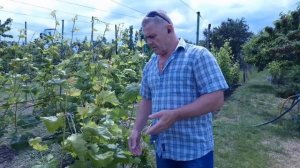 Опасное повреждение листьев винограда, ЧТО ДЕЛАТЬ.