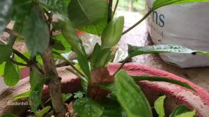 Bleeding heart cuttings update and gardenia flowersEp-14