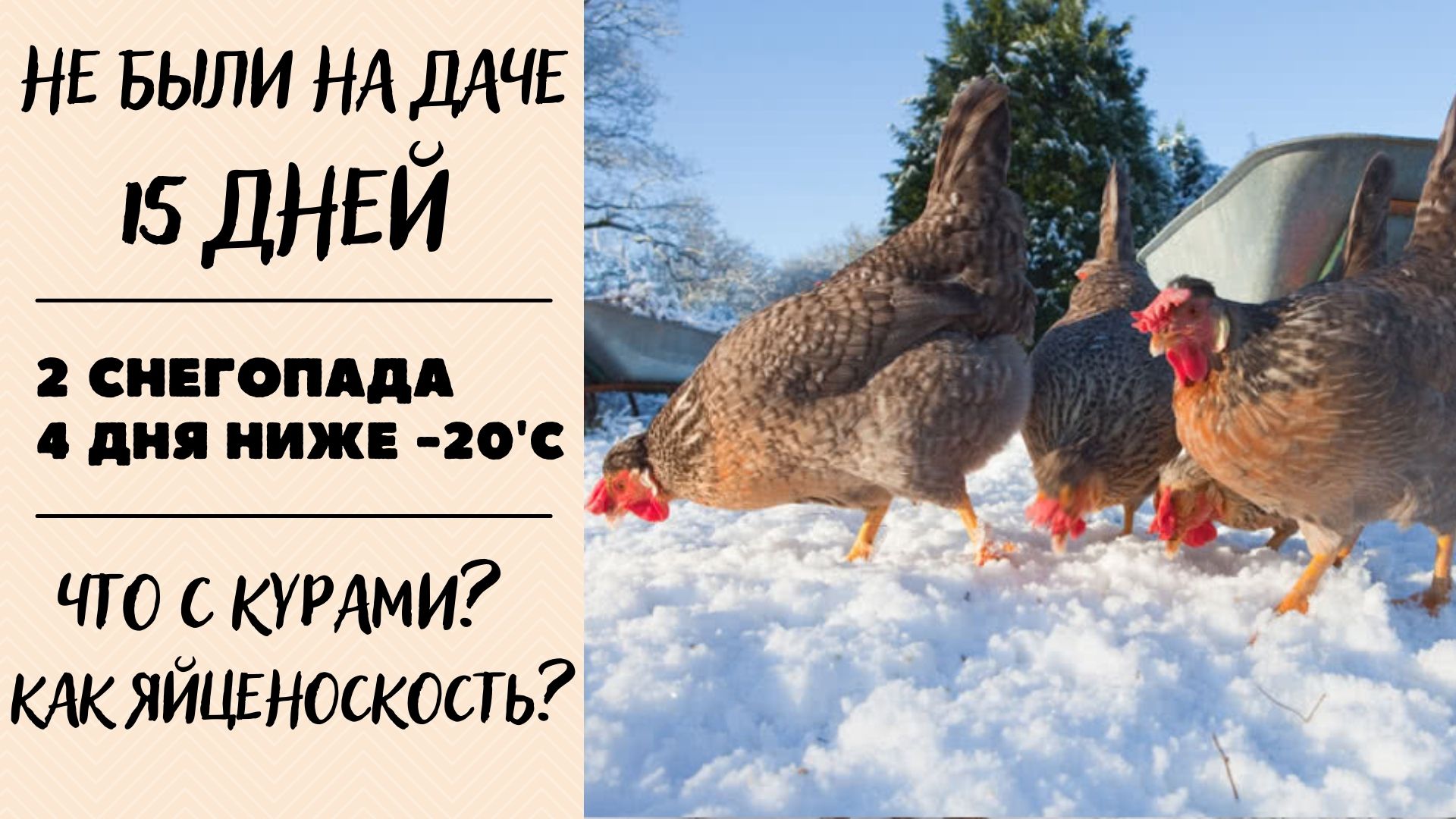 Зимний курятник, одни на даче 15 дней