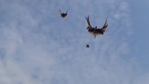 Серпасто-выворотные голуби. Бэла Владимир Григорьевич. Бердянск