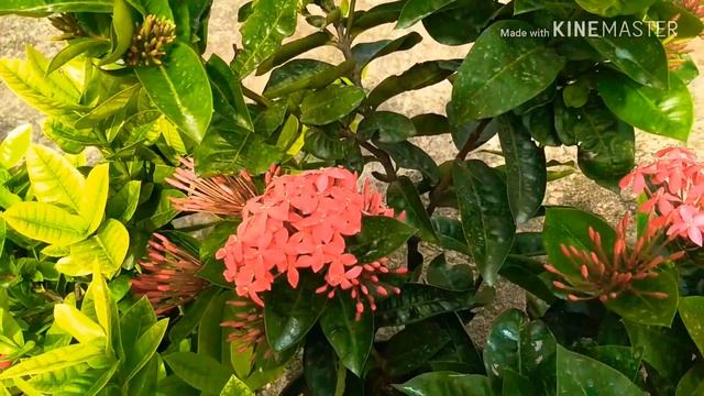 Types of Ixora plants in my garden ???️ смотреть онлайн