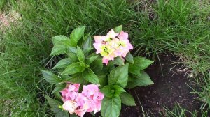 2024 г. Гортензии в июле