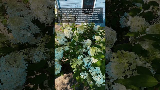 Гортензия метельчатая "Фантом"
Hydrangea paniculata 'Phantom'