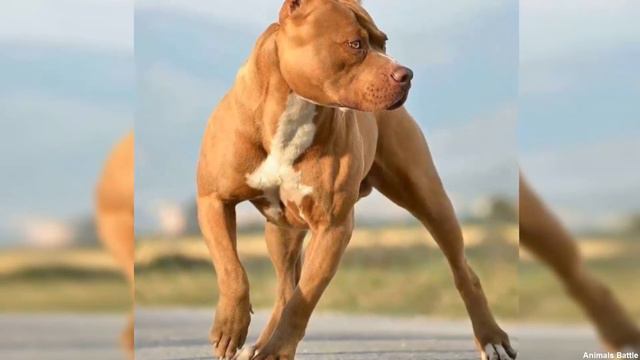 PIT BULL VS DOBERMAN - Who will win the fight? смотреть онлайн
