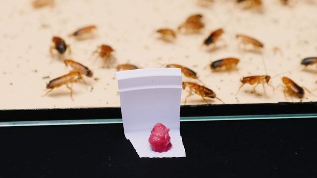 ЧТО ЕСЛИ к 100 ГОЛОДНЫМ ТАРАКАНАМ ОПУСТИТЬ САМЫЙ ОСТРЫЙ СОУС? АДОВОЕ ПЕКЛО! смотреть онлайн