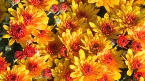Хризантемы мультифлоры  , снова на ТВ