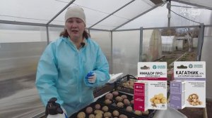 Протравитель + природный антисептик для картофеля