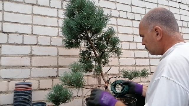 Bonsai  Бонсай Сосна обыкновенная | Убираем ветки |  Используем специальный инструмент для бонсай
