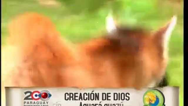Naturaleza Paraguay: Aguara Guasu (Chrysocyon brachyurus) смотреть онлайн