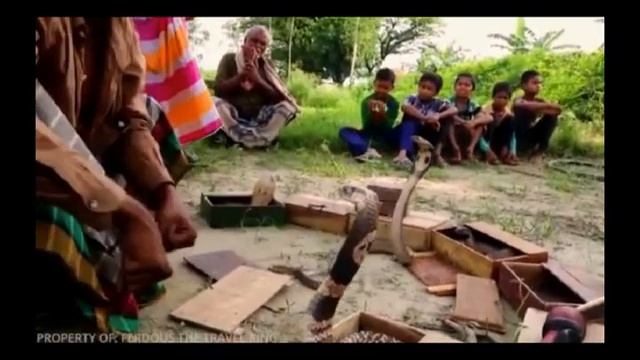 Гимн атакующей кобры смотреть онлайн