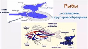Кровеносная система. Эволюция.