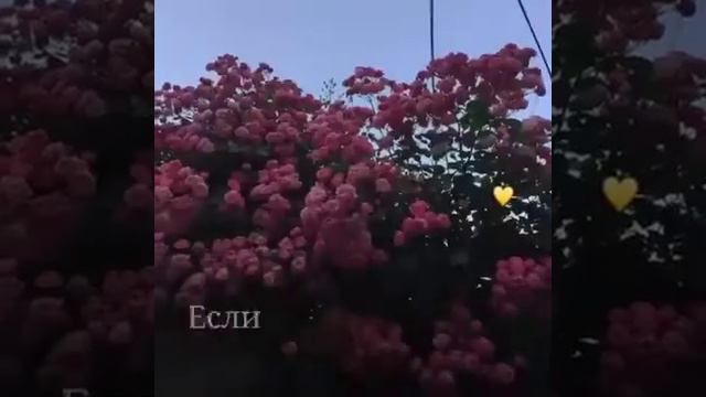 ~ Исламские цитаты 🌿 ~ Читать описание 😉💕⬇️