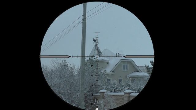 Ликвидация серой ОПГ. Crow Hunting. Кроухантинг. Corvus corone cornix