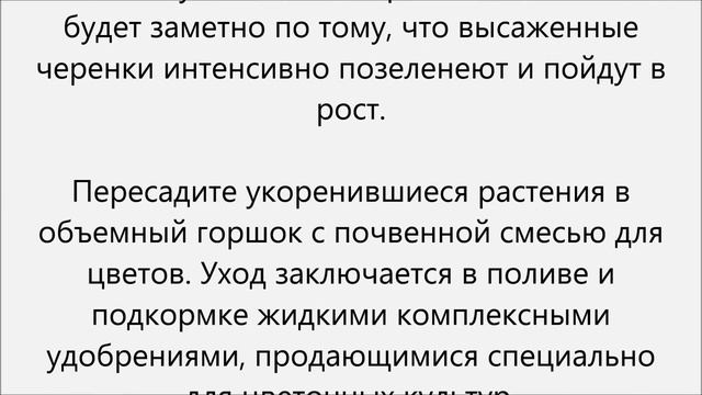 Как размножить алоэ смотреть онлайн