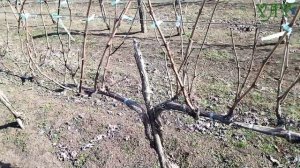 Обрезка взрослого куста винограда  сорта Молдова