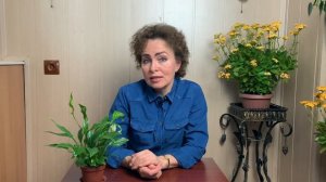 Пересадка СПАТИФИЛЛУМА. Спатифиллум Женское Счастье.