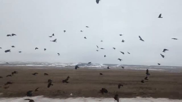 Белые вороны смотреть онлайн