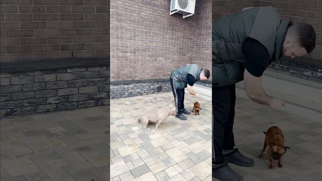 Безумные собаки сошли с ума и начали выполнять команды смотреть онлайн