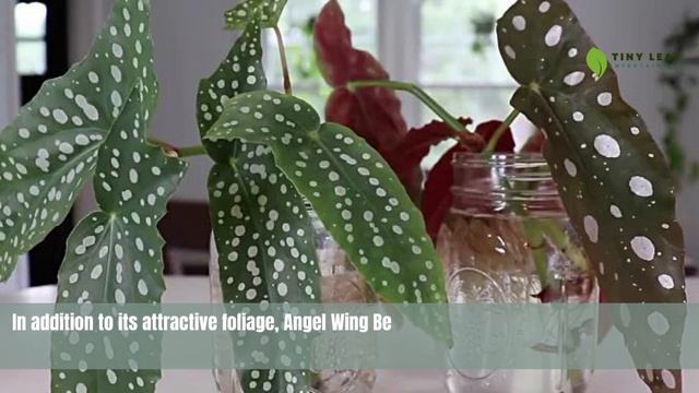 Angel Wing Begonia | TinyLeaf смотреть онлайн