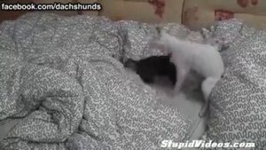 Бои без правил - кот против собаки