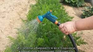 Когда сажать морковь весной